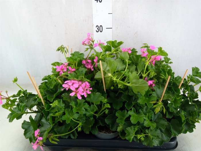 <h4>Pelargonium pelt. 'Balkon Roze'</h4>