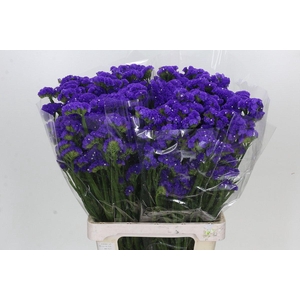 Limonium Crystal Dark Blue