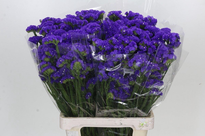 <h4>Limonium sinuatum Crystal Dark Blue</h4>