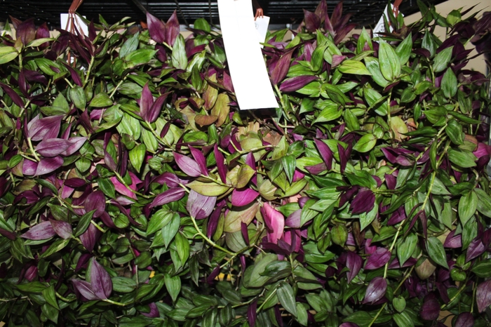 <h4>TRADESCANTIA C21</h4>