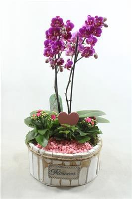 <h4>1200 KOLIBRI PAARS</h4>