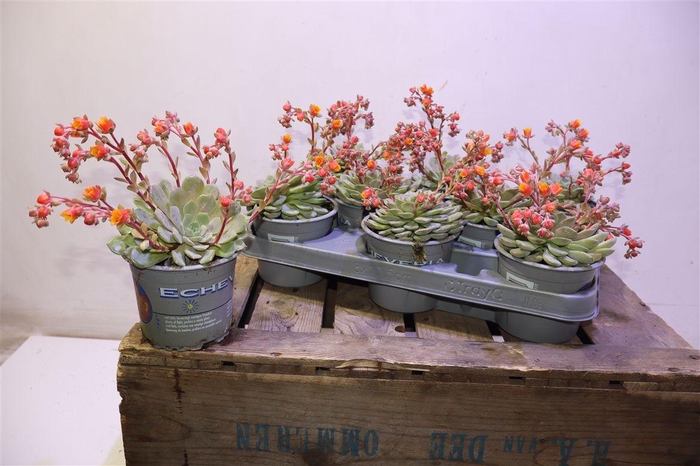 <h4>Echev Dondo</h4>