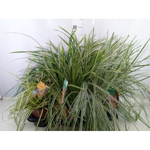 Carex   ...mix