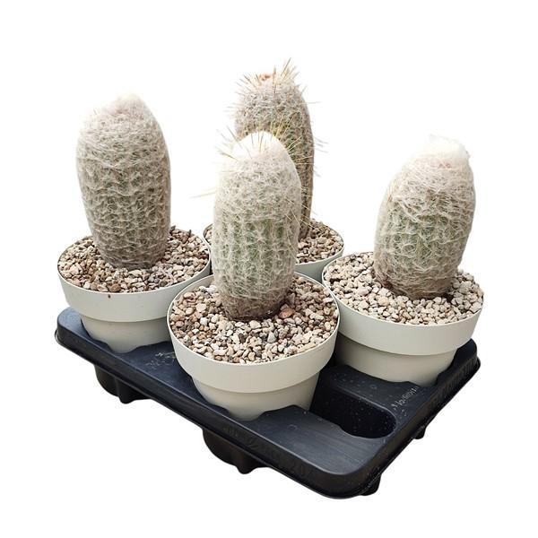 <h4>ESPOSTOA LANATA</h4>