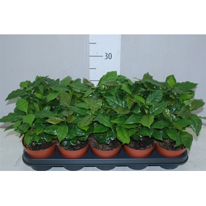 Coffea Arabica