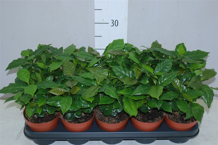 <h4>Coffea Arabica</h4>