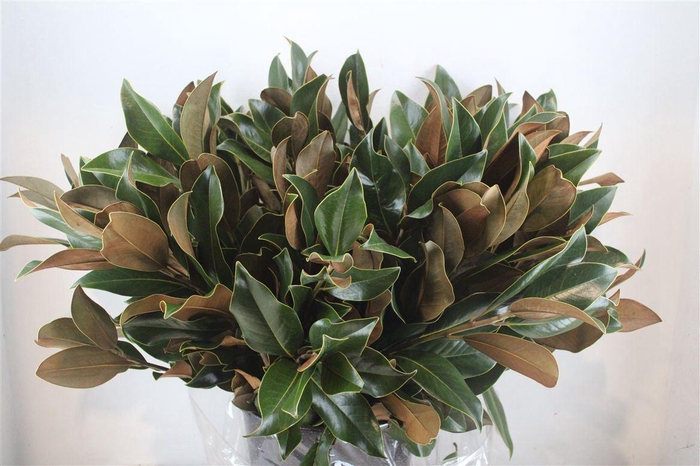 <h4>Magnolia leaves</h4>