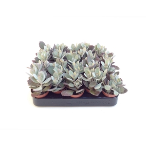 Kalanchoe NF pumila