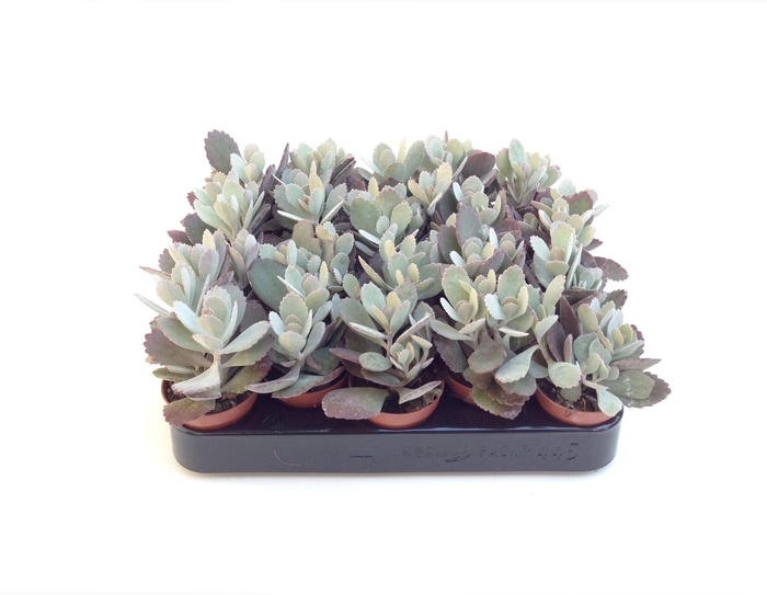 <h4>Kalanchoe NF pumila</h4>