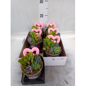 Arr.  Succulents L%