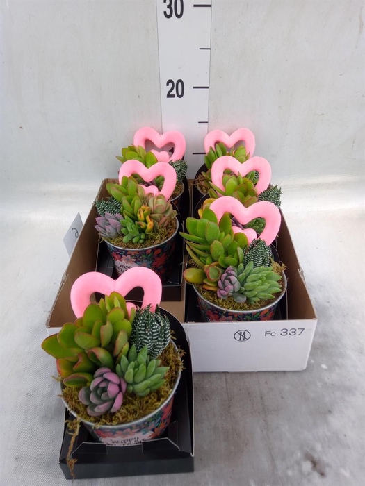 <h4>Arr.  Succulents L%</h4>