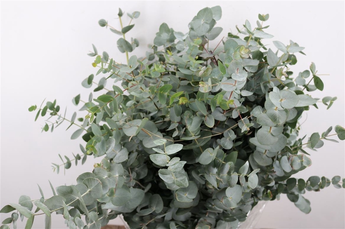 <h4>Euca Cinerea 400gr P Bunch S A</h4>