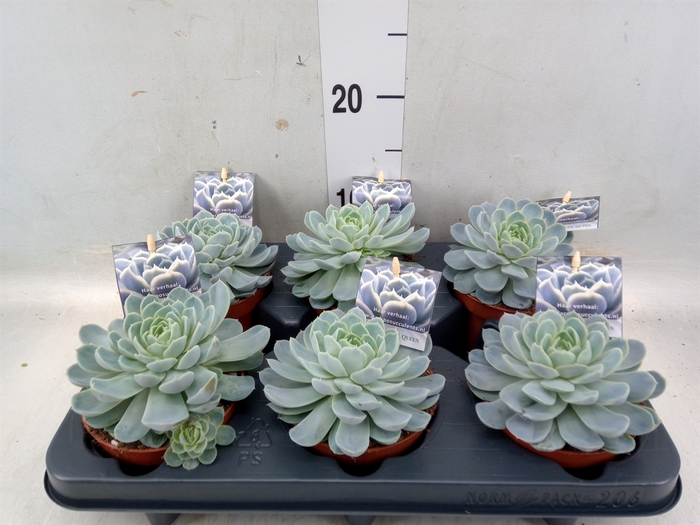 <h4>Echeveria   ...</h4>