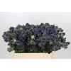 Eryngium Magical Grand Lagoon