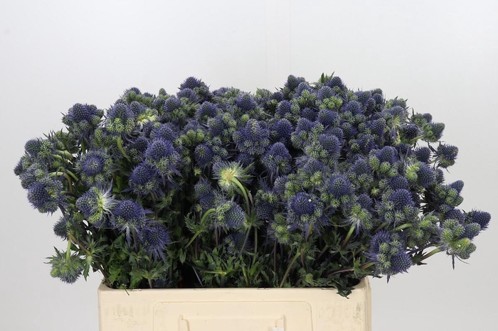 <h4>Eryngium Magical Grand Lagoon</h4>