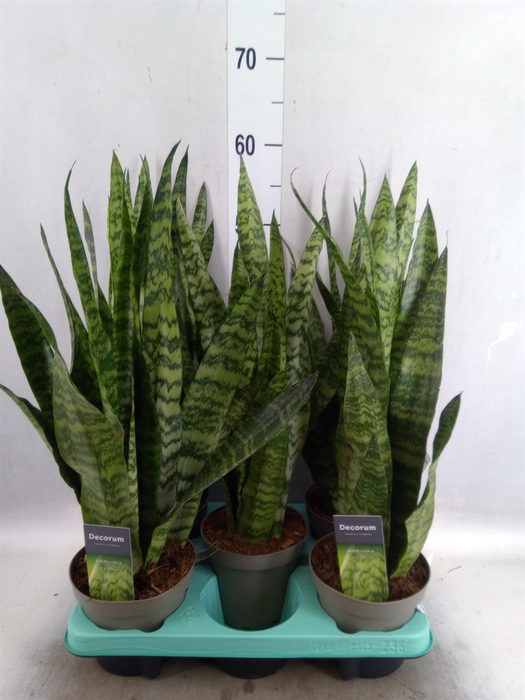 <h4>Sansevieria trifa.   ...</h4>