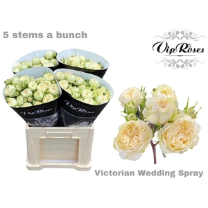 R TR VICTOR WEDDING+