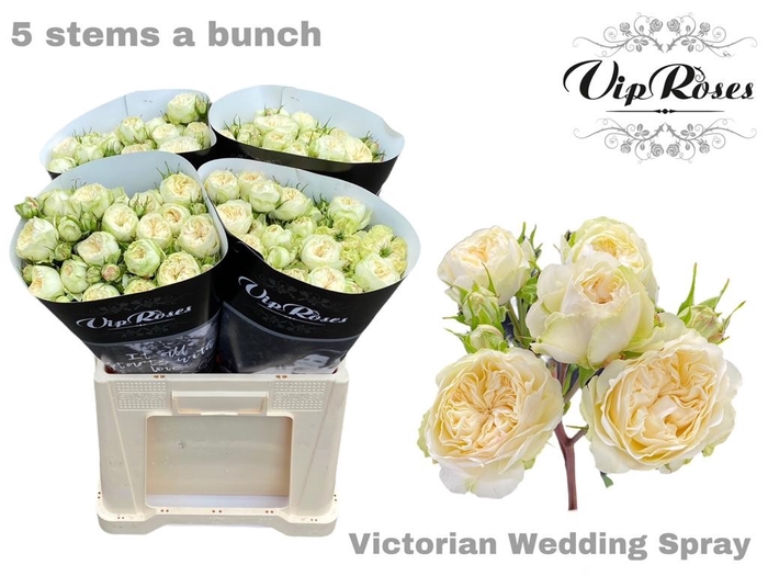 R TR VICTOR WEDDING+
