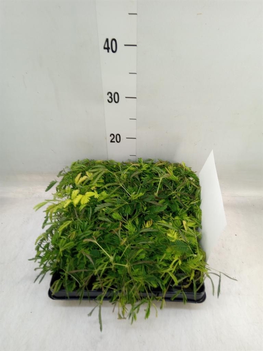 <h4>Mimosa pudica</h4>