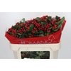 Hypericum True Romance Spray
