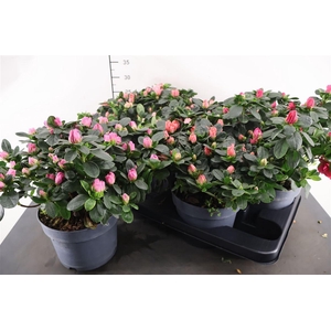Rhododendron 17 Cm. P. Gemengd