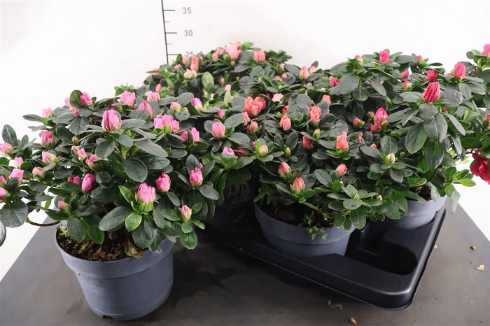 <h4>Rhododendron 17 Cm. P. Gemengd</h4>