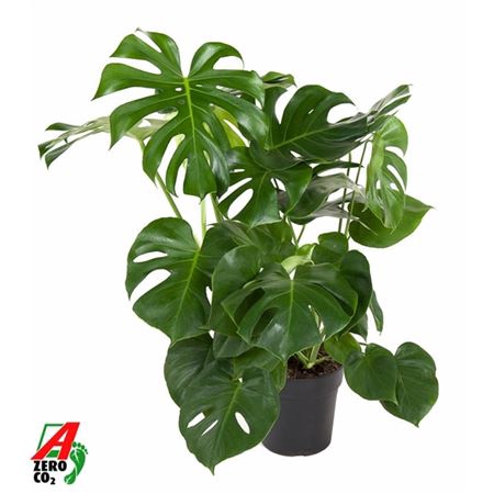 <h4>Monstera Deliciosa Struik P24</h4>