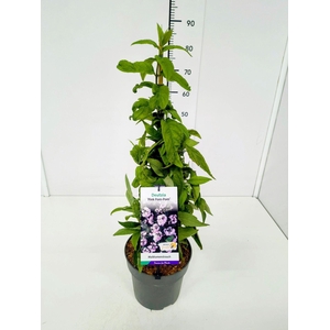 Deutzia