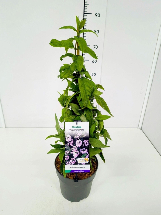 <h4>Deutzia</h4>