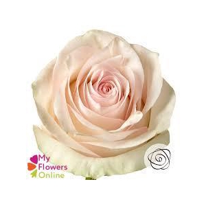 R Gr Pomarosa Bicolor 60cm EC