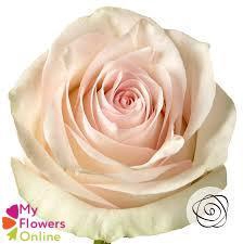 <h4>R Gr Pomarosa Bicolor 60cm EC</h4>