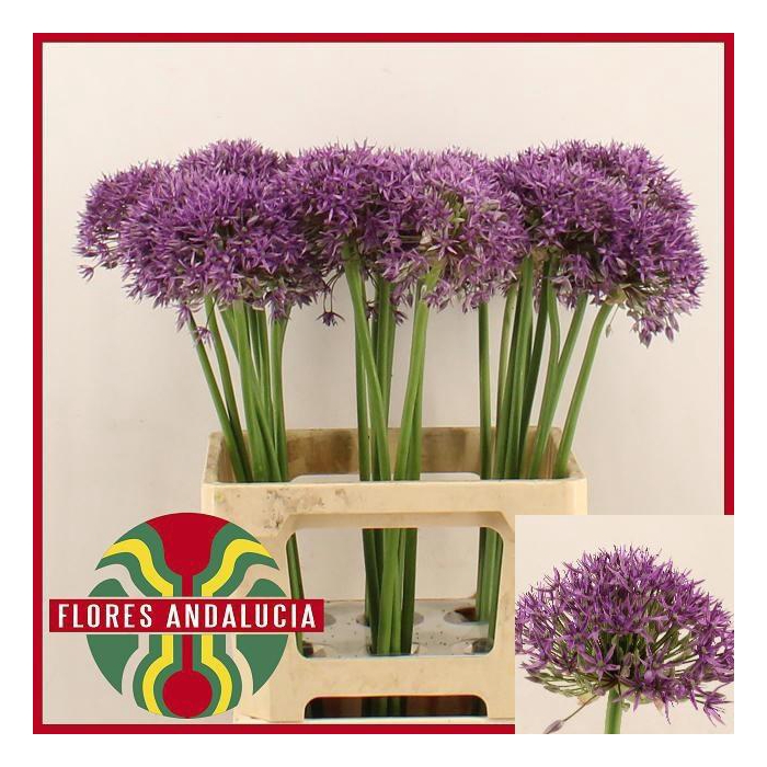 <h4>Allium Jackpot</h4>