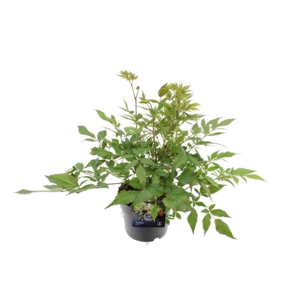 <h4>Astilbe Japonica Irrlicht</h4>