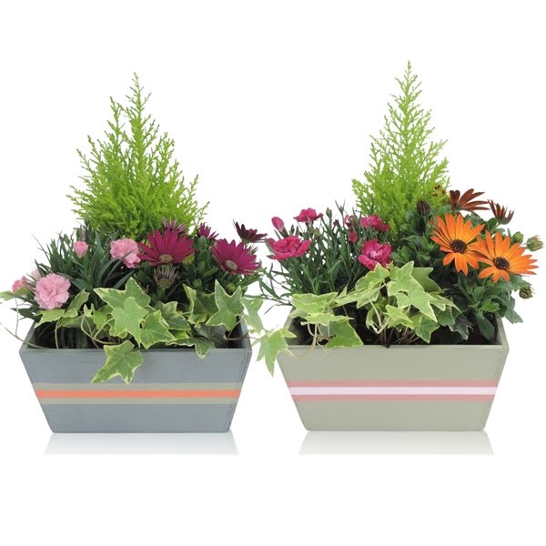 <h4>Collectie Jessy Arrangement in Houten bak 21 cm</h4>