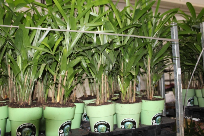 <h4>PALMEIRA RAPHIS P17</h4>