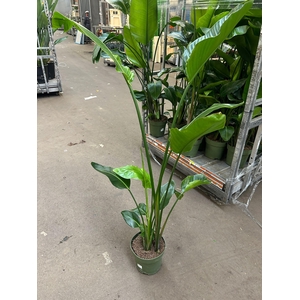 !! PROMO !! STRELITZIA  NICOLAI P27 170CM