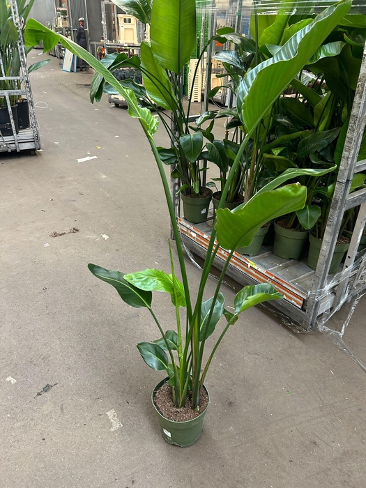<h4>STRELITZIA  NICOLAI P27 170CM</h4>
