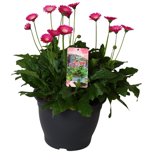 Gerbera Garvinea 32cm 7bl paars