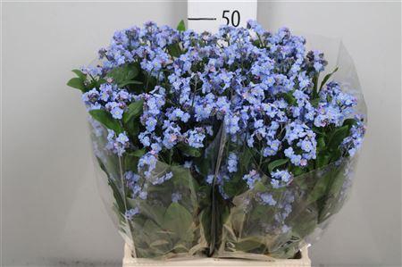 <h4>Myos Blauw Atlantis</h4>