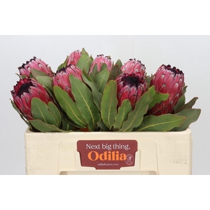 Protea Barbigera Early Mountain Queen