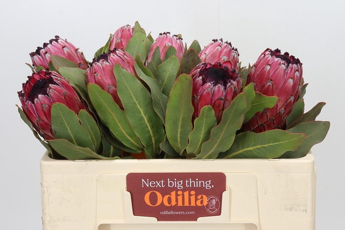 <h4>Protea Barbigera Early Mountain Queen</h4>