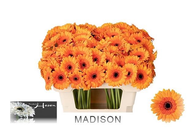 <h4>GE MI MADISON</h4>