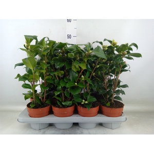 Camellia   ...mix 3