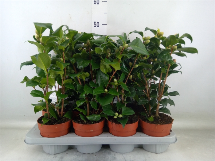 <h4>Camellia   ...mix 3</h4>