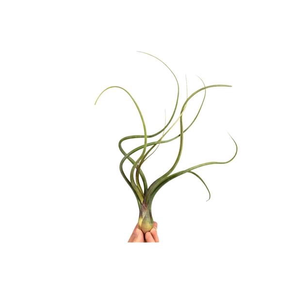 <h4>Tillandsia Bailey</h4>
