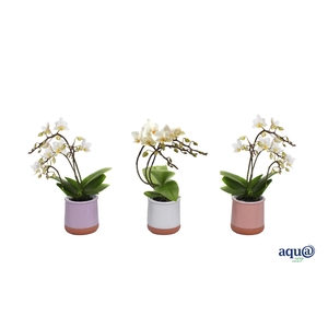 Valencia Mix Tiny Dolls Wit Wild 3/4T 18+ aqu@