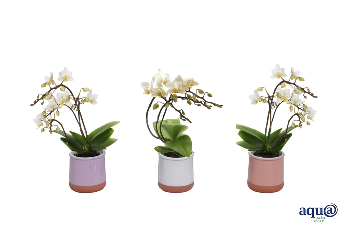 <h4>Valencia Mix Tiny Dolls Wit Wild 3/4T 18+ aqu@</h4>