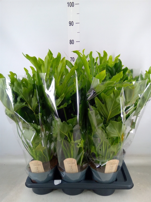 <h4>Philodendron bipinn. 'Little Hope'</h4>