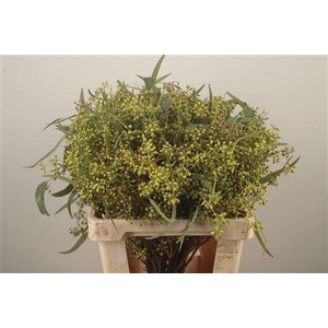 Euc Exotica Berry Per Bunch