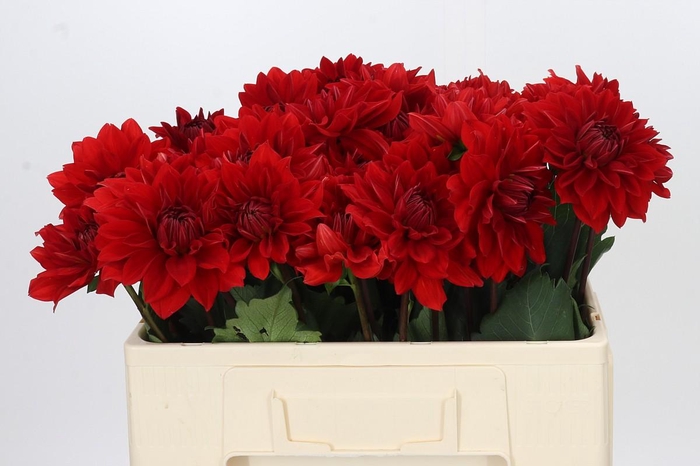 <h4>Dahlia Menorca</h4>
